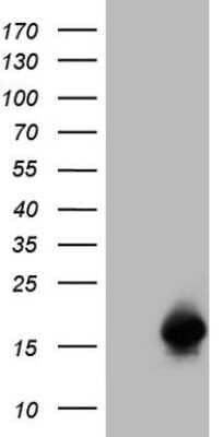 Western Blot: SPRR2A Antibody (OTI4B3) - Azide and BSA Free [NBP2-74347] - Analysis of HEK293T cells were transfected with the pCMV6-ENTRY control (Left lane) or pCMV6-ENTRY SPRR2A.