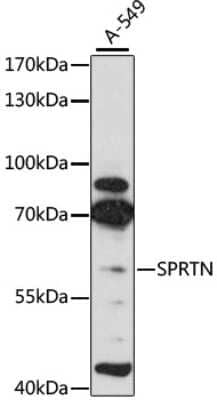 Western Blot: SPRTN Antibody [NBP2-93630] - Analysis of extracts of A-549 cells, using SPRTN at 1:3000 dilution.Secondary antibody: HRP Goat Anti-Rabbit IgG (H+L) at 1:10000 dilution.Lysates/proteins: 25ug per lane.Blocking buffer: 3% nonfat dry milk in TBST.Detection: ECL Basic Kit .Exposure time: