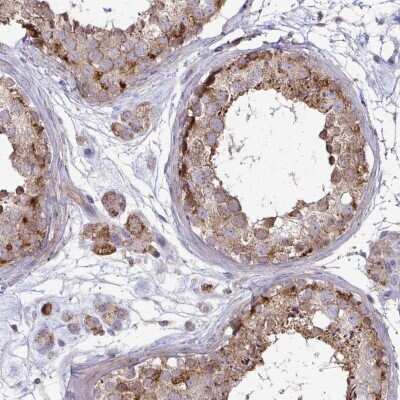 Immunohistochemistry-Paraffin: SPRY1 Antibody [NBP2-37929] - Staining of human testis shows moderate cytoplasmic positivity in cells in seminiferous ducts and Leydig cells.