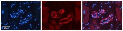 Immunohistochemistry-Paraffin: SPRY2 Antibody [NBP3-09278] - Immunohistochemical analysis of formalin-fixed paraffin-embedded human heart tissue.