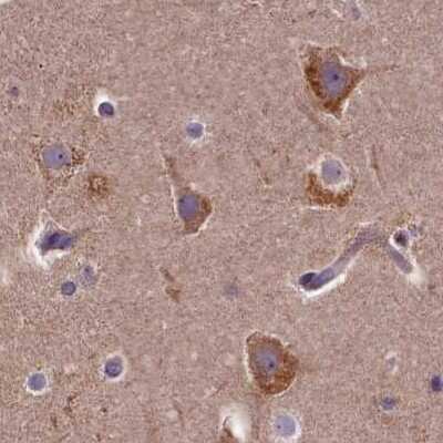 Immunohistochemistry-Paraffin: SPRYD3 Antibody [NBP2-38451] - Staining of human cerebral cortex.
