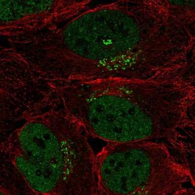 Immunocytochemistry/Immunofluorescence: SPSB4 Antibody [NBP2-68795] - Staining of human cell line U-2 OS shows localization to nucleoplasm & the Golgi apparatus.