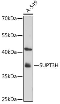 Western Blot: SPT3 Antibody [NBP2-94477] - Analysis of extracts of A-549 cells, using SPT3 .Exposure time: 3min.