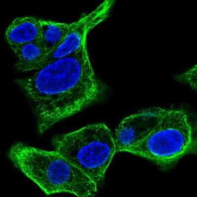 Immunocytochemistry/Immunofluorescence: SPTLC3 Antibody [NBP2-54899] - Staining of human cell line Hep G2 shows localization to microtubules. Antibody staining is shown in green.