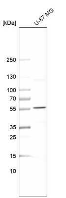 Western Blot: SPTLC3 Antibody [NBP2-54899] - Analysis in human cell line U-87 MG.