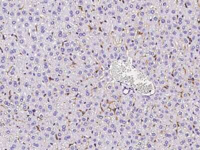 Immunohistochemistry-Paraffin: SR-AI/MSR Antibody (004) [NBP2-90437] - Immunochemical staining of mouse SR-AI/MSR in mouse liver with rabbit monoclonal antibody (1:100, formalin-fixed paraffin embedded sections).