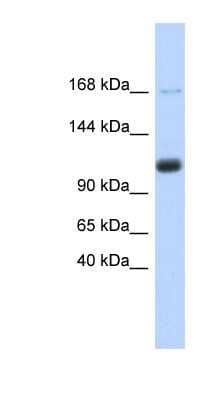 Western Blot: SR140 Antibody [NBP1-70714] - Human Heart lysate, concentration 0.2-1 ug/ml.