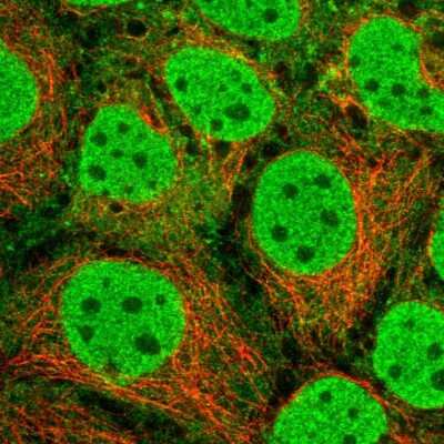 Immunocytochemistry/Immunofluorescence: SRA1 Antibody [NBP2-47260] - Immunofluorescent staining of human cell line CACO-2 shows localization to nucleoplasm & cytosol. Antibody staining is shown in green.