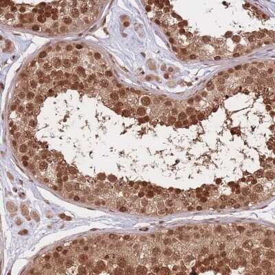 Immunohistochemistry-Paraffin: SRA1 Antibody [NBP2-47260] - Staining of human testis shows strong cytoplasmic and nuclear positivity in cells in seminiferous ducts.