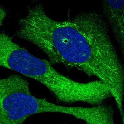 Immunocytochemistry/ Immunofluorescence SRBD1 Antibody