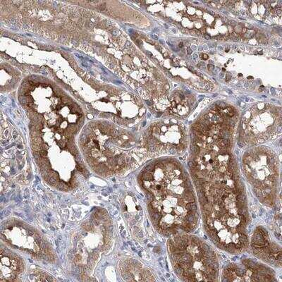 Immunohistochemistry-Paraffin: SRBD1 Antibody [NBP1-84631] - Staining of human kidney shows distinct cytoplasmic positivity in tubule cells.