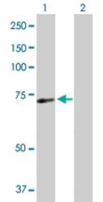 Western Blot: SRBD1 Antibody [H00055133-B01P] - Analysis of SRBD1 expression in transfected 293T cell line by SRBD1 polyclonal antibody.  Lane 1: FLJ10379 transfected lysate(68.2 KDa). Lane 2: Non-transfected lysate.