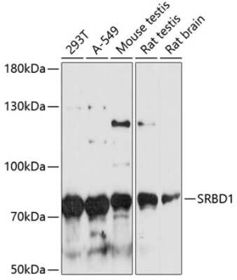 Western Blot: SRBD1 Antibody [NBP2-93887] - Analysis of extracts of various cell lines, using SRBD1 at 1:3000 dilution. Secondary antibody: HRP Goat Anti-Rabbit IgG (H+L) at 1:10000 dilution. Lysates/proteins: 25ug per lane. Blocking buffer: 3% nonfat dry milk in TBST. Detection: ECL Basic Kit . Exposure time: 90s.