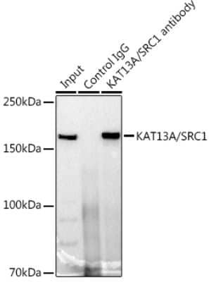 Immunoprecipitation: SRC1 Antibody (3S4C6) [NBP3-16742] - Immunoprecipitation analysis of 300ug extracts of 293T cells using 3ug SRC1 antibody (NBP3-16742). Western blot was performed from the immunoprecipitate using SRC1 antibody (NBP3-16742) at a dilition of 1:1000.