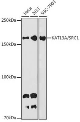 Western Blot: SRC1 Antibody (3S4C6) [NBP3-16742] - Western blot analysis of extracts of various cell lines, using SRC1 antibody (NBP3-16742) at 1:1000 dilution. Secondary antibody: HRP Goat Anti-Rabbit IgG (H+L) at 1:10000 dilution. Lysates/proteins: 25ug per lane. Blocking buffer: 3% nonfat dry milk in TBST. Detection: ECL Basic Kit. Exposure time: 180s.