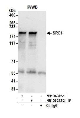 Immunoprecipitation: SRC1 Antibody [NB100-312] - Detection of human SRC1 by western blot of immunoprecipitates. Samples: Whole cell lysate (0.5 or 1.0 mg per IP reaction; 20% of IP loaded) from HEK293T cells prepared using NETN lysis buffer. Antibodies: Affinity purified rabbit anti-SRC1 antibody NB100-312 (lot NB100-312-2) used for IP at 6 ug per reaction. SRC1 was also immunoprecipitated by a previous lot of this antibody NB100-312-1. For blotting immunoprecipitated SRC1, NB100-312 was used at 1 ug/ml. Detection: Chemiluminescence with an exposure time of 10 seconds.