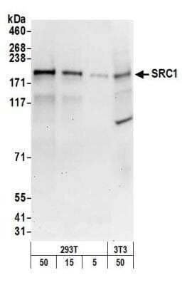 Western Blot: SRC1 Antibody [NB100-313] - Detection of human and mouse SRC1 by western blot. Samples: Whole cell lysate from HEK293T and mouse NIH 3T3 cells prepared using NETN lysis buffer. Antibody: Affinity purified rabbit anti-SRC1 NB100-313 used for WB at 0.1 ug/ml. Detection: Chemiluminescence with an exposure time of 30 seconds.