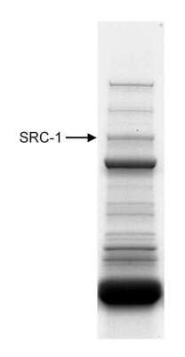 Western Blot: SRC1 Antibody [NB100-312] - Nuclear extract (10 mg) from HeLa cells.  Antibody used at 20 ug/10 mg extract.