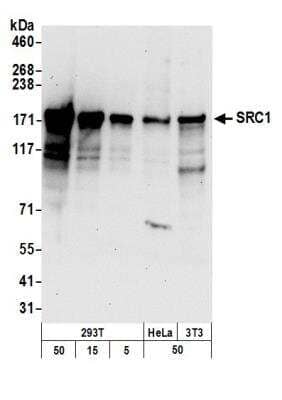 Western Blot SRC1 Antibody