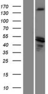 Western Blot SRC1 Overexpression Lysate