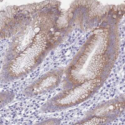 Immunohistochemistry-Paraffin: SRCRB4D Antibody [NBP2-37994] - Staining of human stomach shows moderate cytoplasmic positivity in glandular cells.
