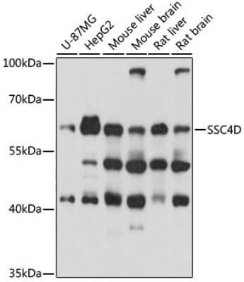 Western Blot SRCRB4D Antibody - Azide and BSA Free
