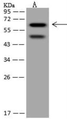 Western Blot SRCRB4D Antibody - BSA Free