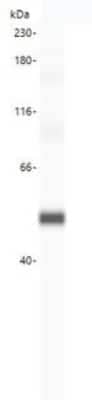 Simple Western: SRD5A1 Antibody [NBP3-14482] - SRD5A1 antibody (LS-A11212, 20 g/mL) yields a specific band on capillary Western analysis (Protein Simple, WES 12-230 kDa separation module) in 1 ng purified recombinant human SRD5A1 protein.