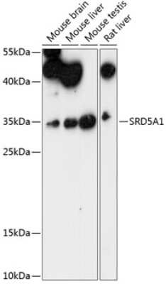 Western Blot: SRD5A1 Antibody [NBP2-93860] - Analysis of extracts of various cell lines, using SRD5A1 . Exposure time: 90s.