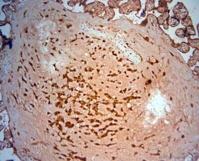 Immunohistochemistry-Paraffin: SRD5A2 Antibody [NBP1-46510] - IHC-P on paraffin sections of human placenta. HIER: Tris-EDTA, pH 9 for 20 min. Blocking: 0.2% LFDM in TBST filtered thru 0.2 um.Detection was done using HRP polymer from manufacturers instructions; DAB chromogen.Primary antibody: dilution 1: 1000, incubated 30 min at RT using Autostainer.Sections were counterstained with Harris Hematoxylin.