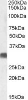 Western Blot: SRD5A2 Antibody [NBP1-36990] - (1ug/ml) Analysis of Human Testis lysate (35ug protein in RIPA buffer). Primary incubation was 1 hour. Detected by chemiluminescence.