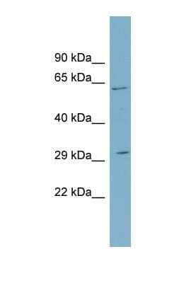 Western Blot: SRD5A2 Antibody [NBP1-69492] - This Anti-SRD5A2 antibody was used in Western Blot of THP-1 cell lysate at a concentration of 1ug/ml.