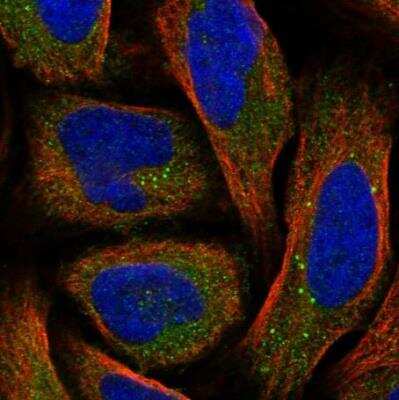 Immunocytochemistry/ Immunofluorescence SRD5A3 Antibody - BSA Free