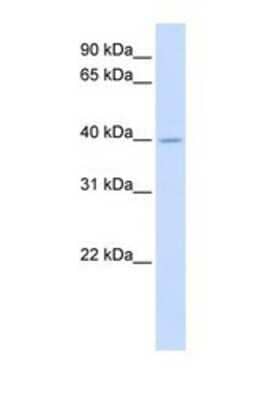 Western Blot: SRD5A3 Antibody [NBP1-69612] - This Anti-SRD5A3 antibody was used in Western Blot of Fetal Muscle tissue lysate at a concentration of 1ug/ml.
