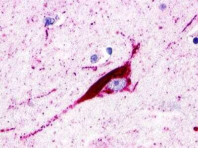 Immunohistochemistry-Paraffin: SREB3 Antibody [NLS516] - Analysis of anti-GPR173 antibody with brain, neuron.