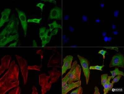 Immunocytochemistry/Immunofluorescence: SREBP2 Antibody (1D2) - Azide and BSA Free [NBP2-80960] - SREBP2 (1D2) antibody was tested in HeLa cells with DyLight 488 (green). Nuclei and alpha-tubulin were counterstained with DAPI (blue) and DyLight 550 (red). Image from the standard format of this antibody.