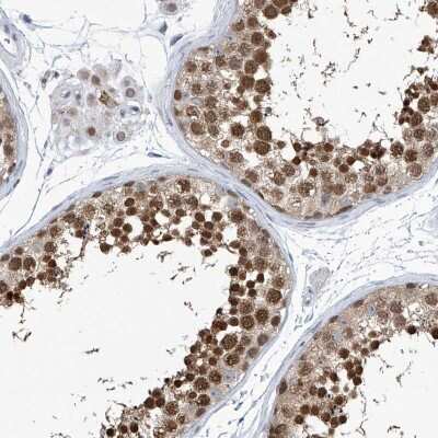 Immunohistochemistry-Paraffin: SREBP2 Antibody [NBP1-89978] - Staining of human testis shows strong nuclear positivity in cells of seminiferous ducts.
