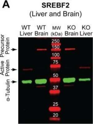 Western Blot: SREBP2 Antibody [NBP2-20481] - Quantification of proteins in the Cyp46a1-/- brain. A) and B) Representative Western blots for SREBF2 (n = 3 female mice 3-4 months of age). alpha-Tubulin was used for normalizations of SREBF2. WT, wild type mice, KO, Cyp46a1-/- mice, MW, molecular weight standards. Image collected and cropped by CiteAb from the following publication (//dx.plos.org/10.1371/journal.pone.0187168), licensed under a CC-BY license.