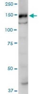 Western Blot SRGAP1 Antibody (5D10) - Azide and BSA Free