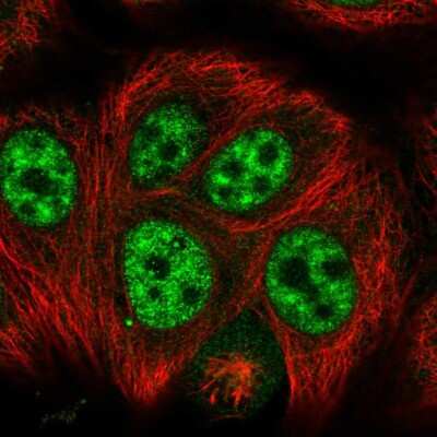 Immunocytochemistry/ Immunofluorescence SRGAP1 Antibody - BSA Free