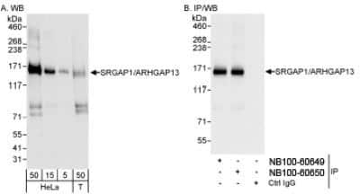 Western Blot: SRGAP1 Antibody [NB100-60650] - Detection of Human SRGAP1/ARHGAP13 on HeLa whole cell lysate using NB100-60650. SRGAP1/ARHGAP13 was also IPed by NB100-60649.