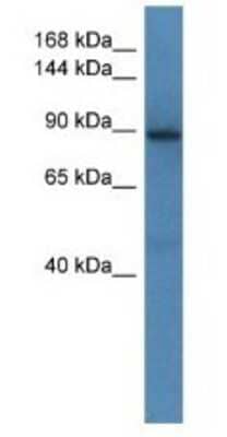 Western Blot: SRGAP1 Antibody [NBP1-79674] - Mouse Brain Lysate 1ug/ml  Gel Concentration 6-18%