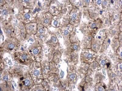 Immunohistochemistry-Paraffin: SRGAP2 Antibody [NBP3-12953] - SRGAP2 antibody detects SRGAP2 protein at cell membrane and cytoplasm in rat liver by immunohistochemical analysis. Sample: Paraffin-embedded rat liver. SRGAP2 antibody (NBP3-12953) diluted at 1:500. Antigen Retrieval: Citrate buffer, pH 6.0, 15 min