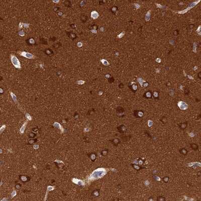 Immunohistochemistry-Paraffin: SRGAP3 Antibody [NBP2-38521] - Staining of human cerebral cortex shows strong cytoplasmic positivity in neuronal cells.