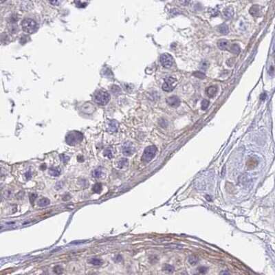 Immunohistochemistry-Paraffin: SRGAP3 Antibody [NBP2-38521] - Staining of human testis.