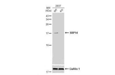 Western Blot SRP14 Antibody