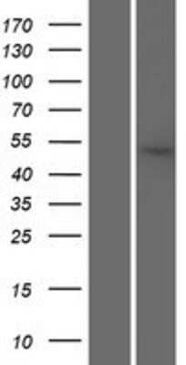 Western Blot SRP54 Overexpression Lysate