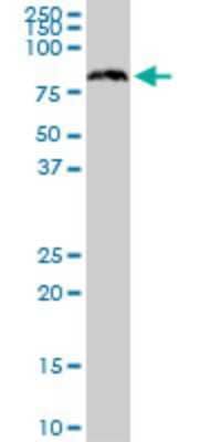 Western Blot: SRP68 Antibody (3A3) [H00006730-M03] - Analysis of SRP68 expression in HeLa (Cat # L013V1).