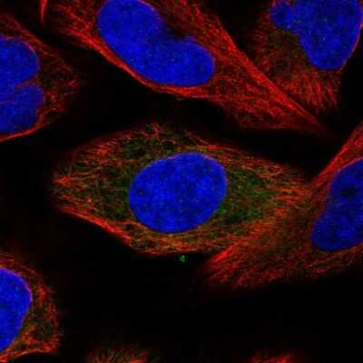 Immunocytochemistry/ Immunofluorescence SRP68 Antibody