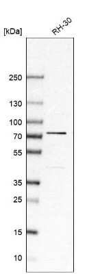 Western Blot SRP68 Antibody